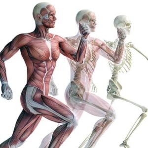 Functional Pilates Therapy Movement for Practitioners Workshop